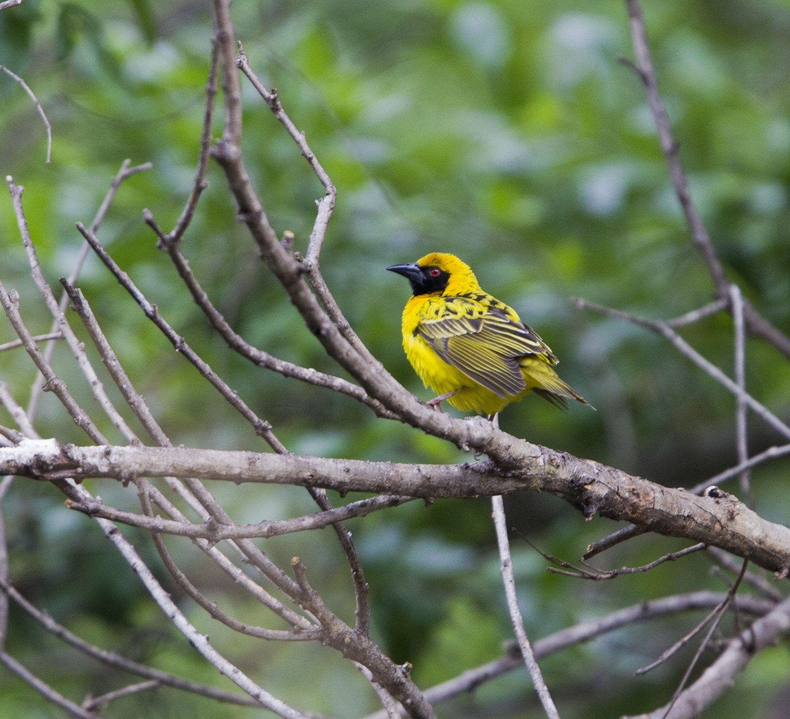 image Village Weaver